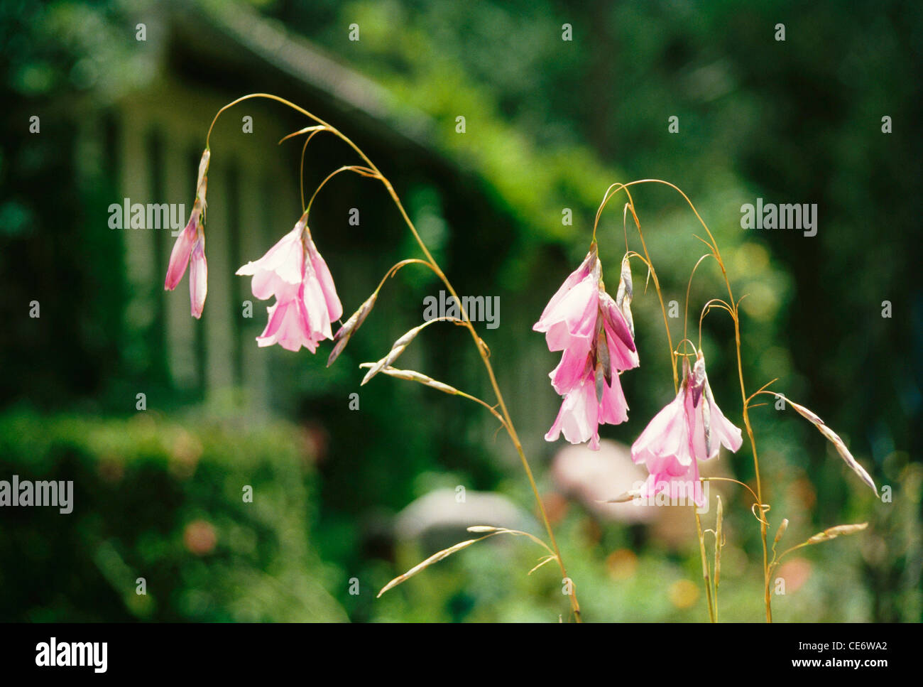 Dierama pulcherrimum ; Angel's fishing rod ; hair bell ; wand flower ; Angels fish hook ; pink flower ; india ; asia Stock Photo