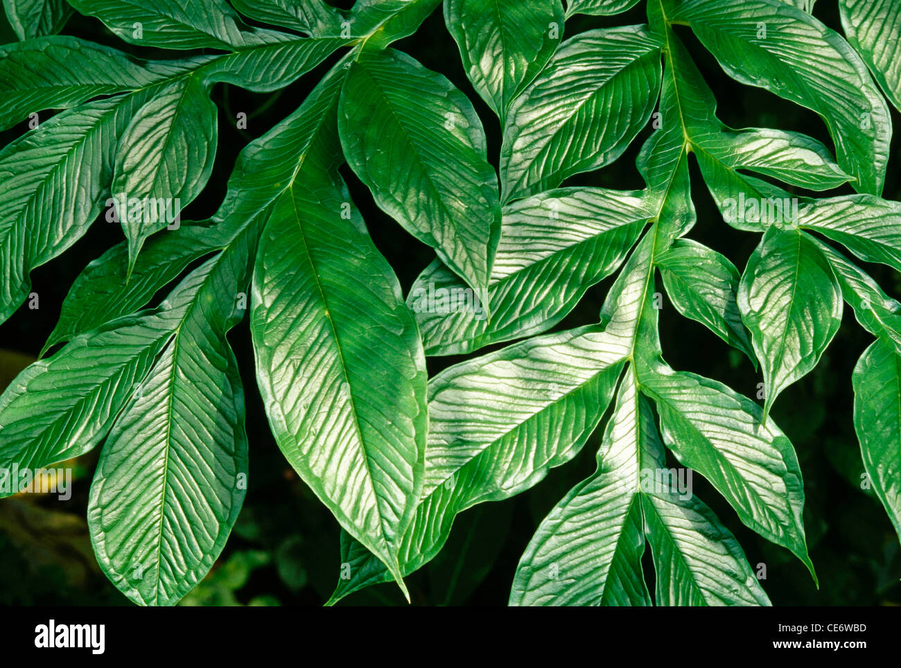 RHS 86050 : green leaf leaves design pattern graphic abstract background doublespread Stock Photo