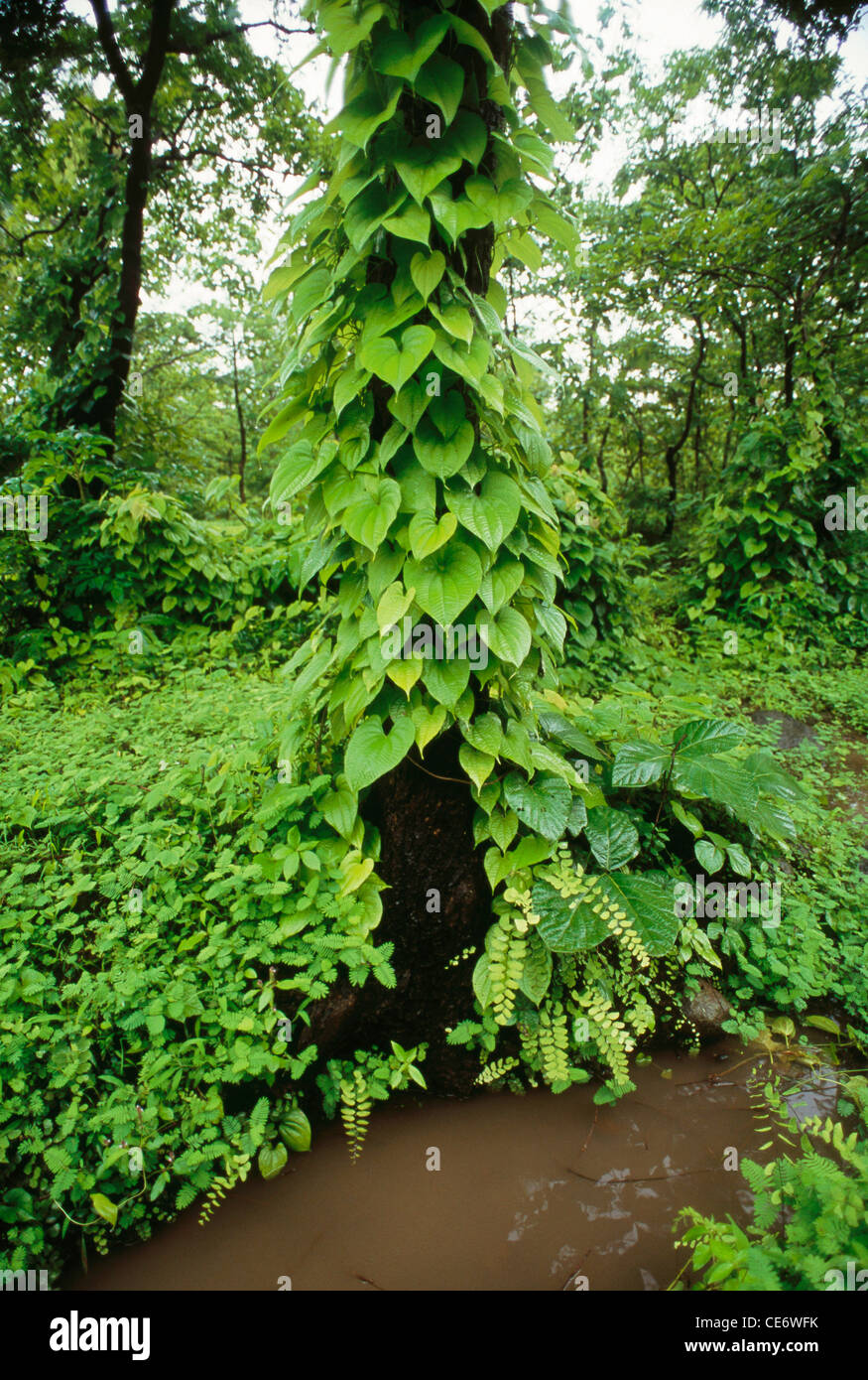 STP 86053 green creepers growing forest tree trunk after monsoon rain borivali national park