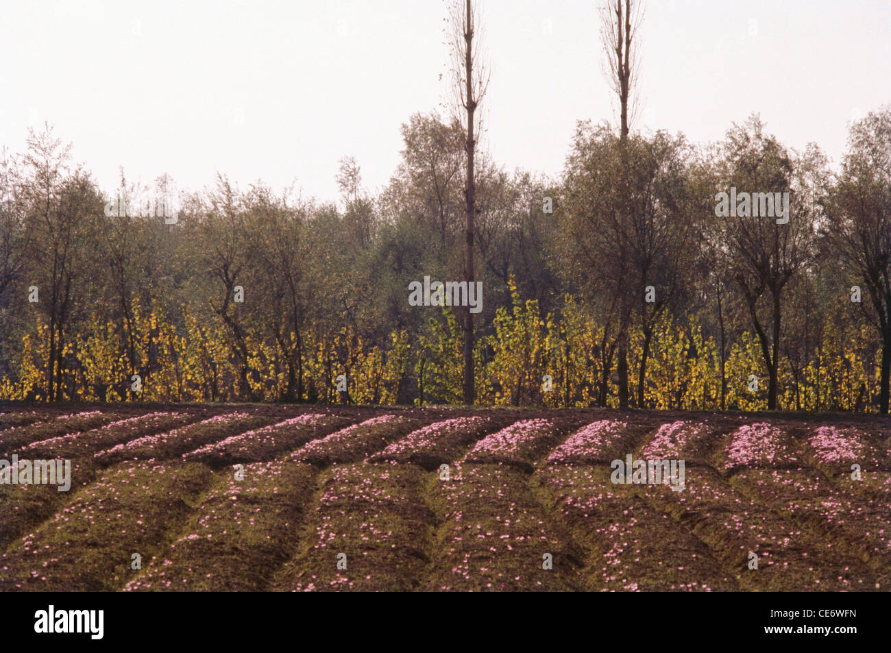 RVA 83301 saffron fields in bloom pampore shrinagar jammu and kashmir india Stock Photo Alamy