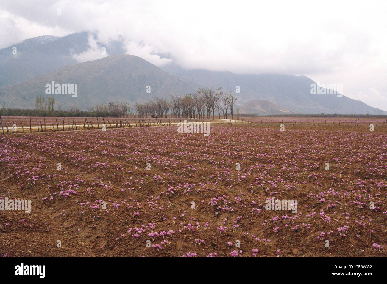saffron field in bloom ; pampore ; srinagar ; jammu and kashmir ; india ; asia Stock Photo Alamy
