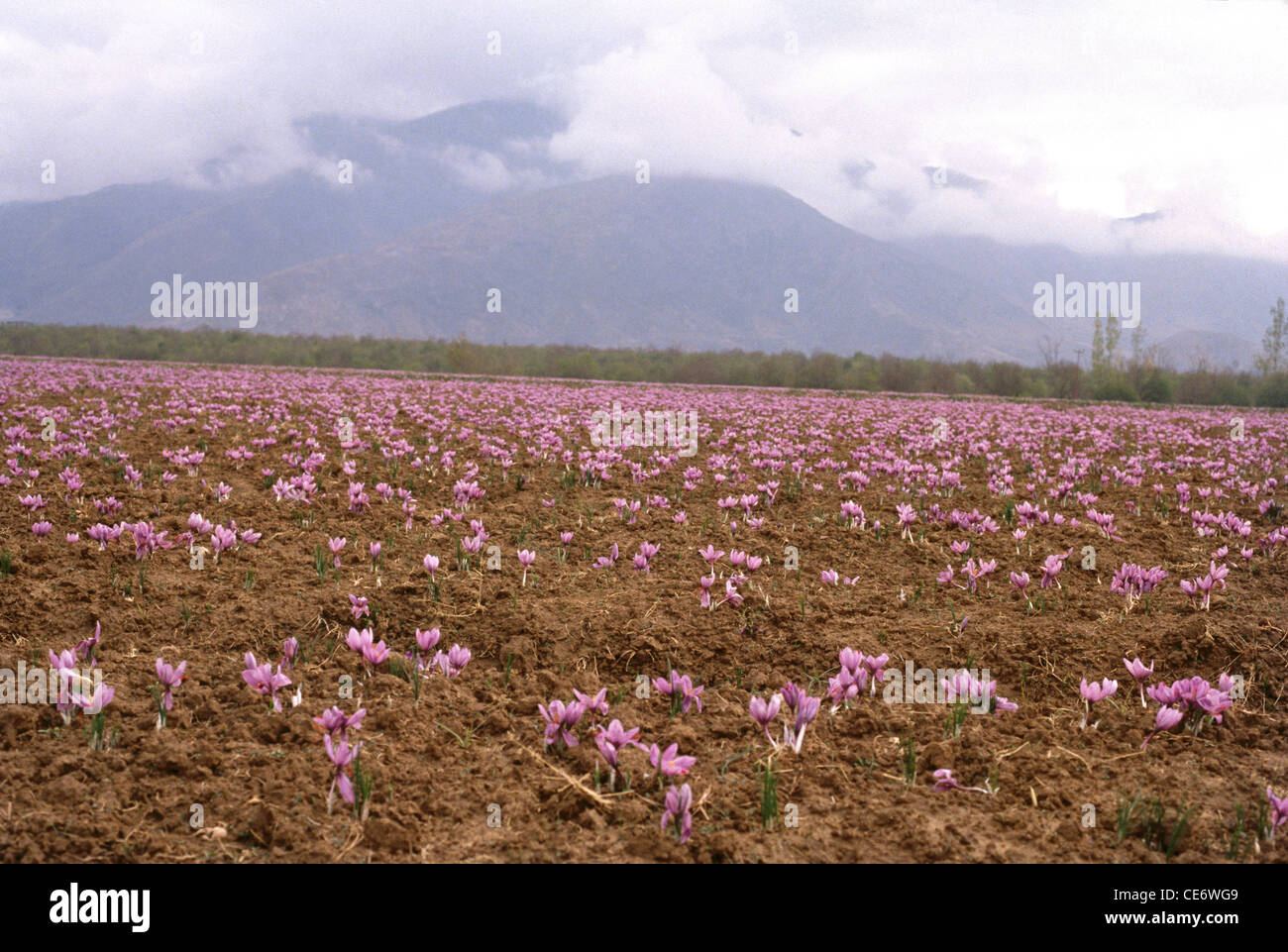 Purple saffron flowers field in bloom ; Pampore ; Saffron Town of