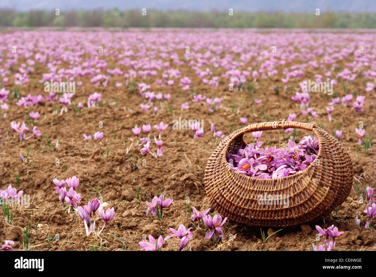 Saffron field hires stock photography and images Alamy