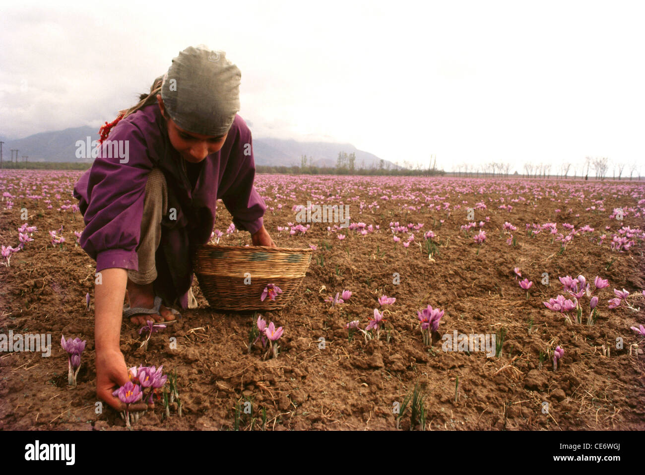 Kashmiri woman plucking saffron flowers from saffron field ; Pampore