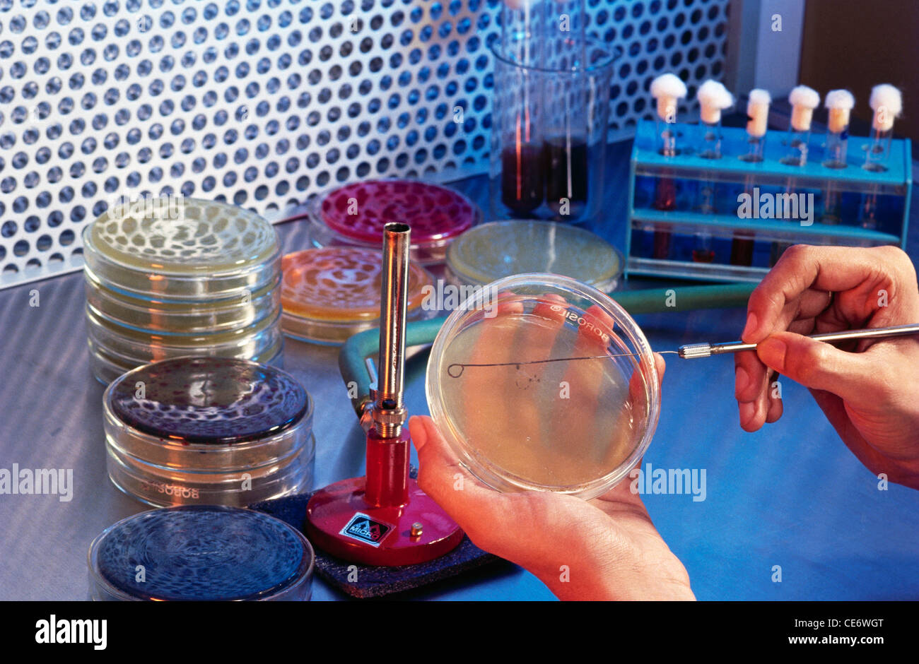 Working with petri dish in a lab Stock Photo Alamy