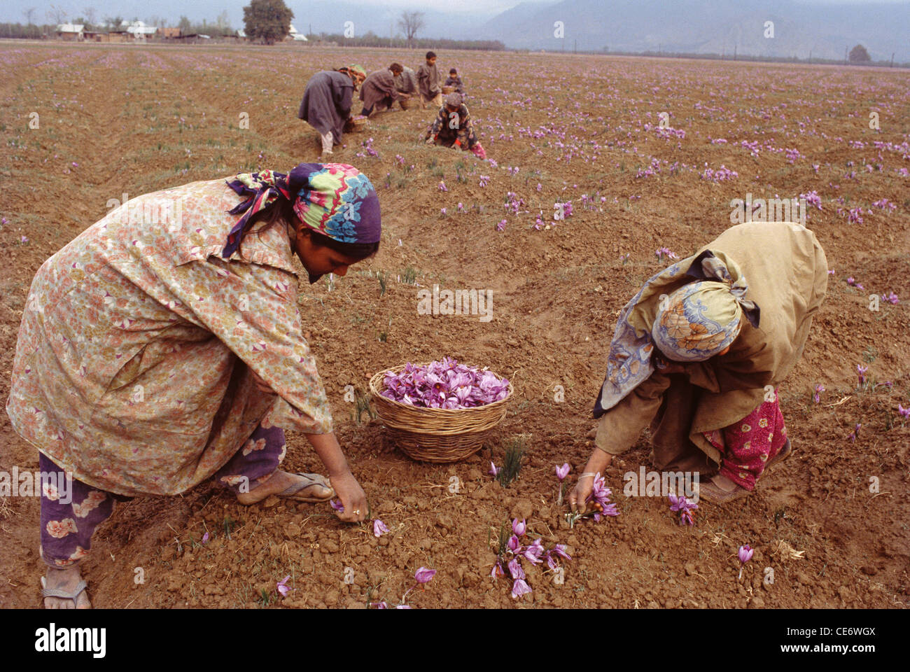 women plucking saffron flowers from saffron field pampore jammu and kashmir india Stock Photo