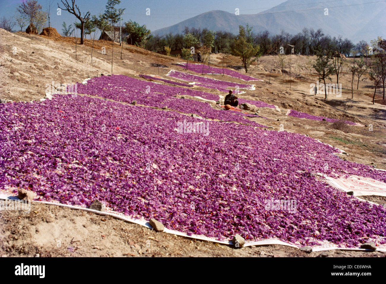 drying saffron flowers ; pampore ; srinagar ; jammu and kashmir ; india