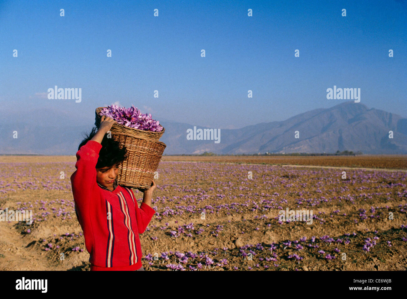 Kashmiri boy carrying saffron flowers from saffron fields in cane basket ; Pampore ; Saffron