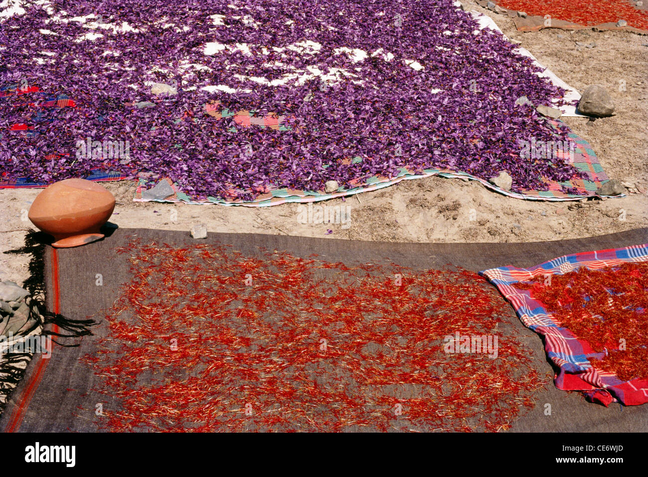 RVA 83324 drying saffron flowers and saffron sticks stigmas pampore