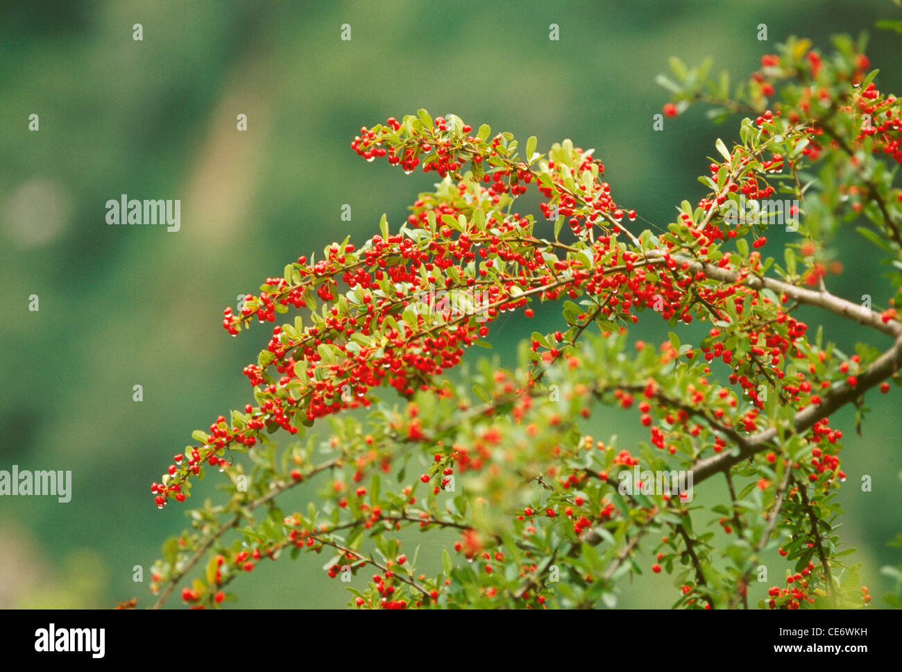 AAD 86118 Wild red berries plant tree on valley of flowers trek to