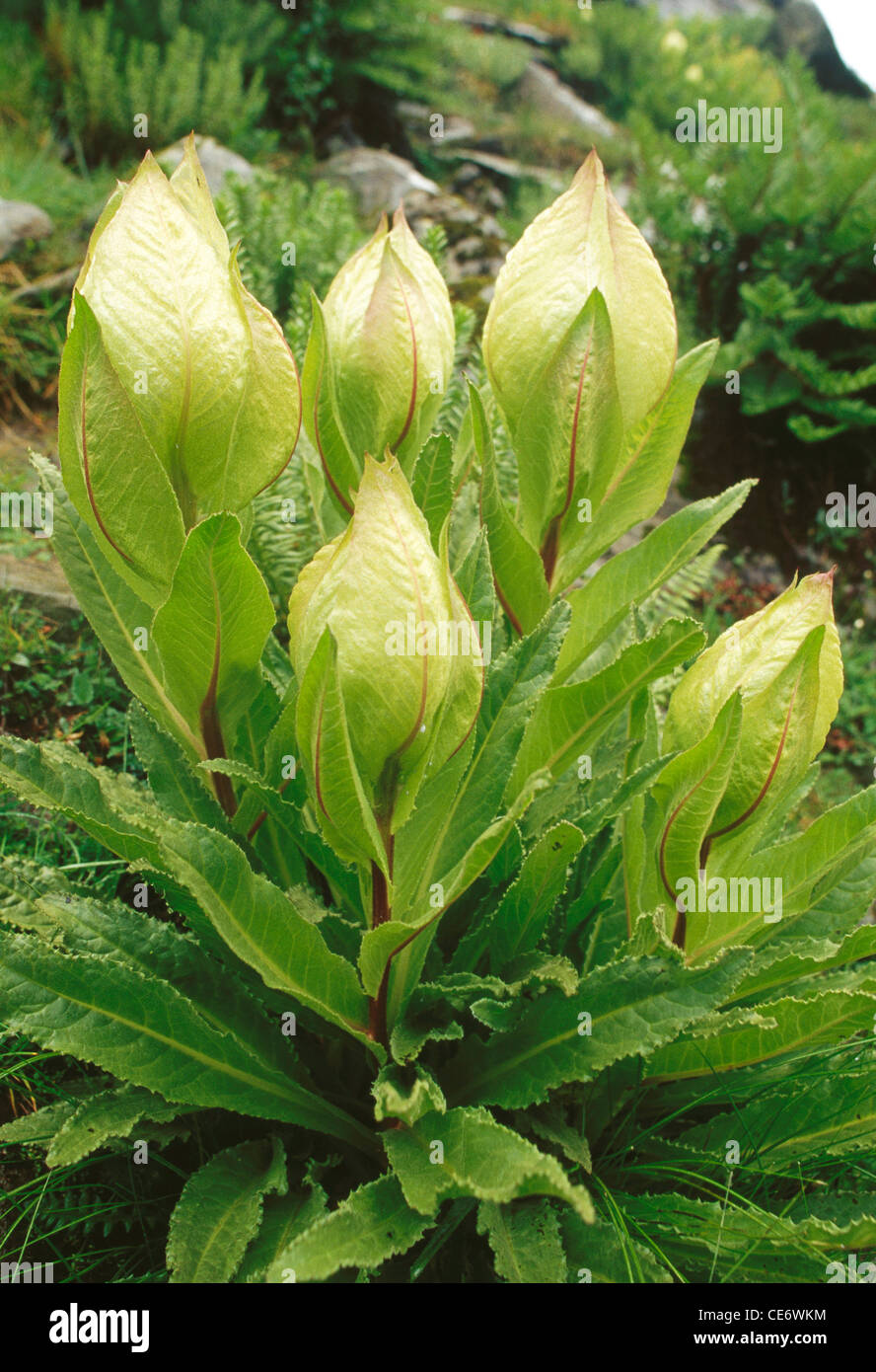 Saussurea obvallata plant ; Brahma Kamal flowers on valley
