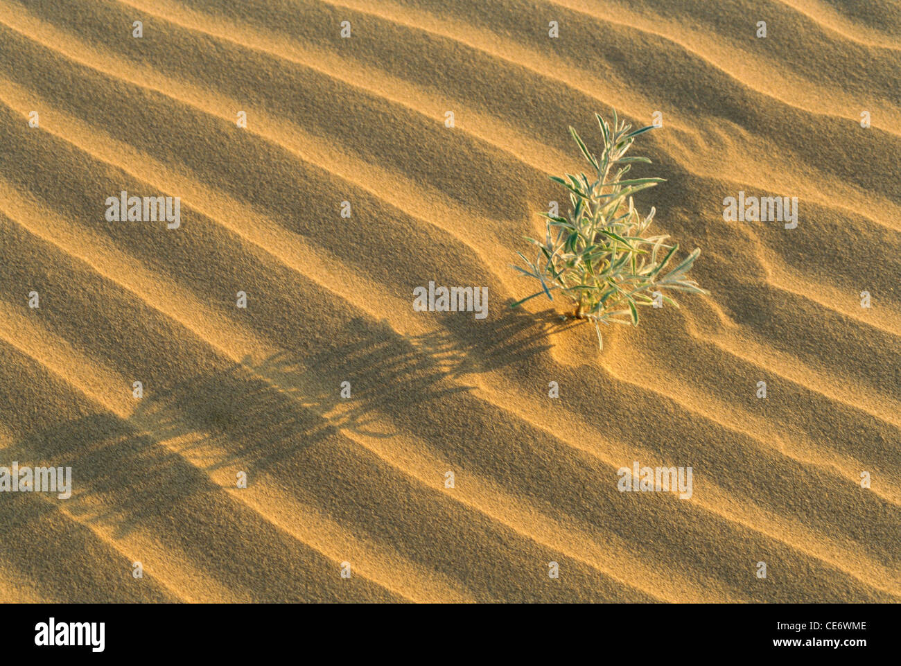 Plant growing in desert sand Khuri Jaisalmer Rajasthan India Stock