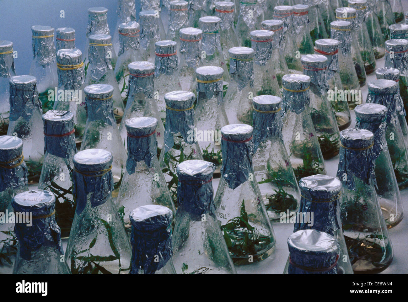 Tissue culture laboratory ; growing tissues or cells in an artificial