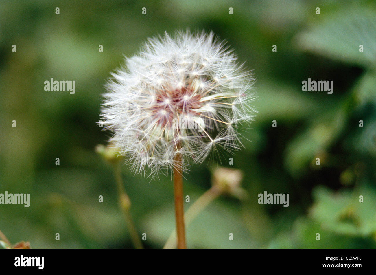 Dandelion flower ; Taraxacum officinale wigg on black background ; India ; Asia Stock Photo