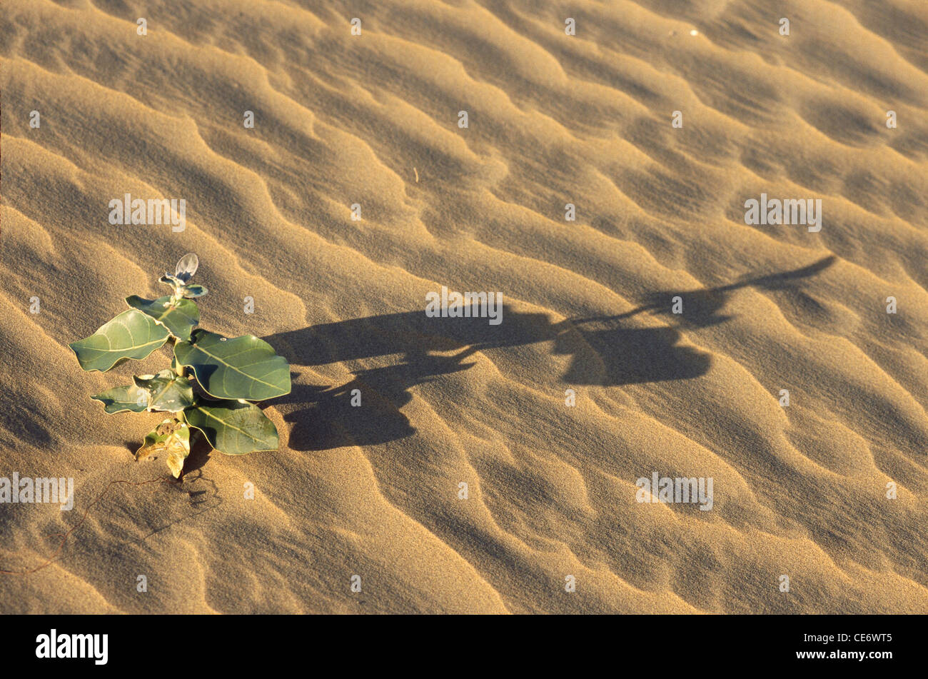 Green plant growing in desert sand ; bikaner ; Rajasthan ; India ; asia