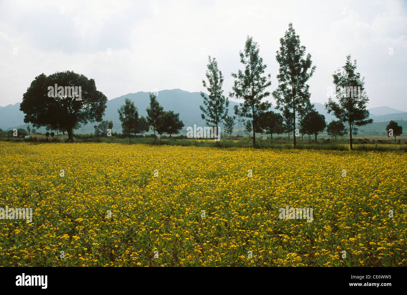 HSA 86169 Niger flower fields Araku valley andhra pradesh india Stock