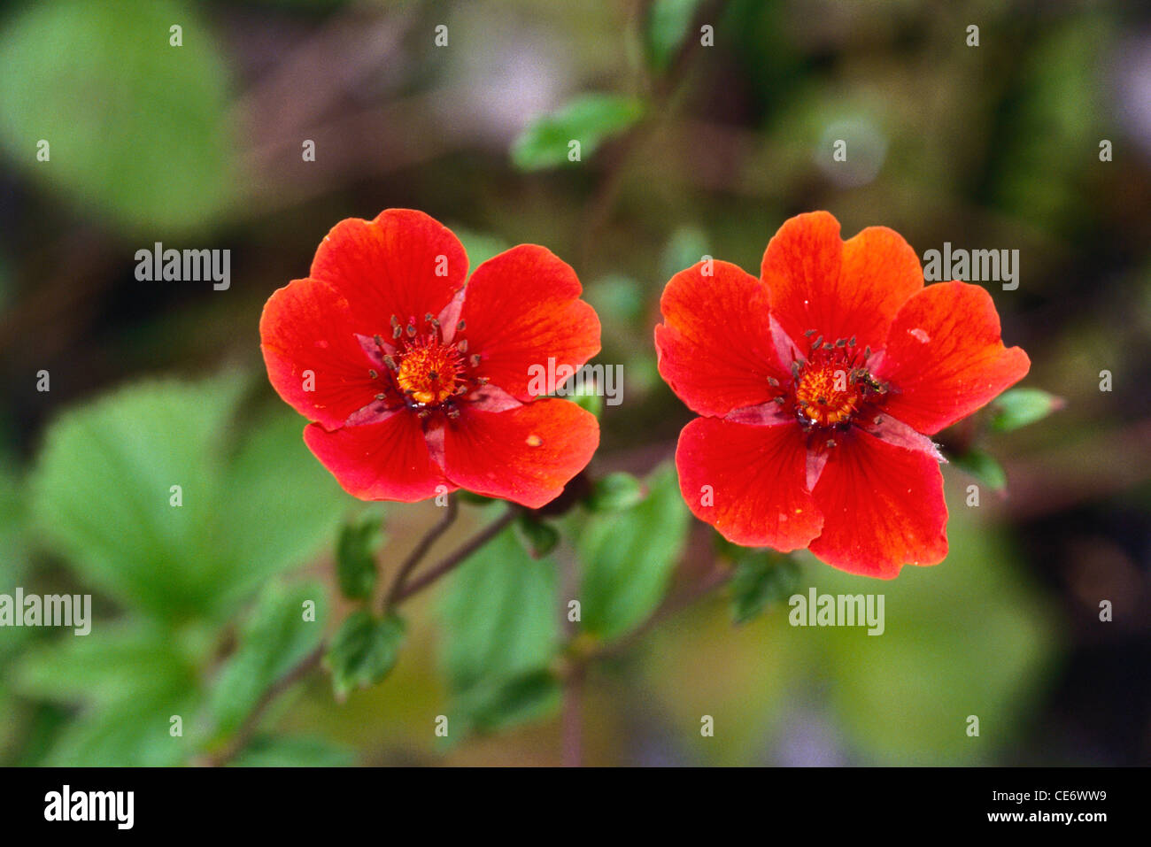 IKA 86117 : Himalayan red wildflower Cinquefoil Potentilla nepalensis Stock Photo