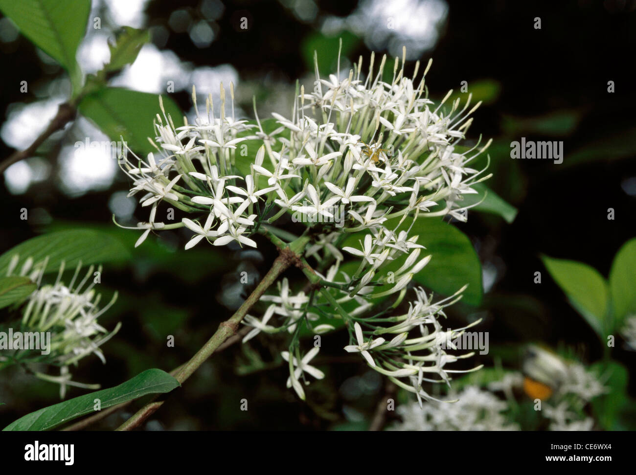Indian Pavetta indica ; white flower ; india ; asia Stock Photo