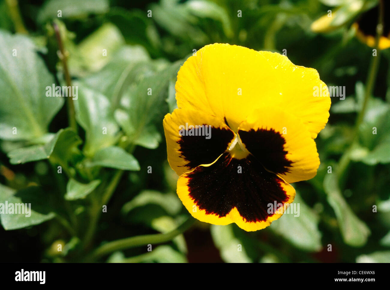 Black eyed pansy flower ; india ; asia Stock Photo