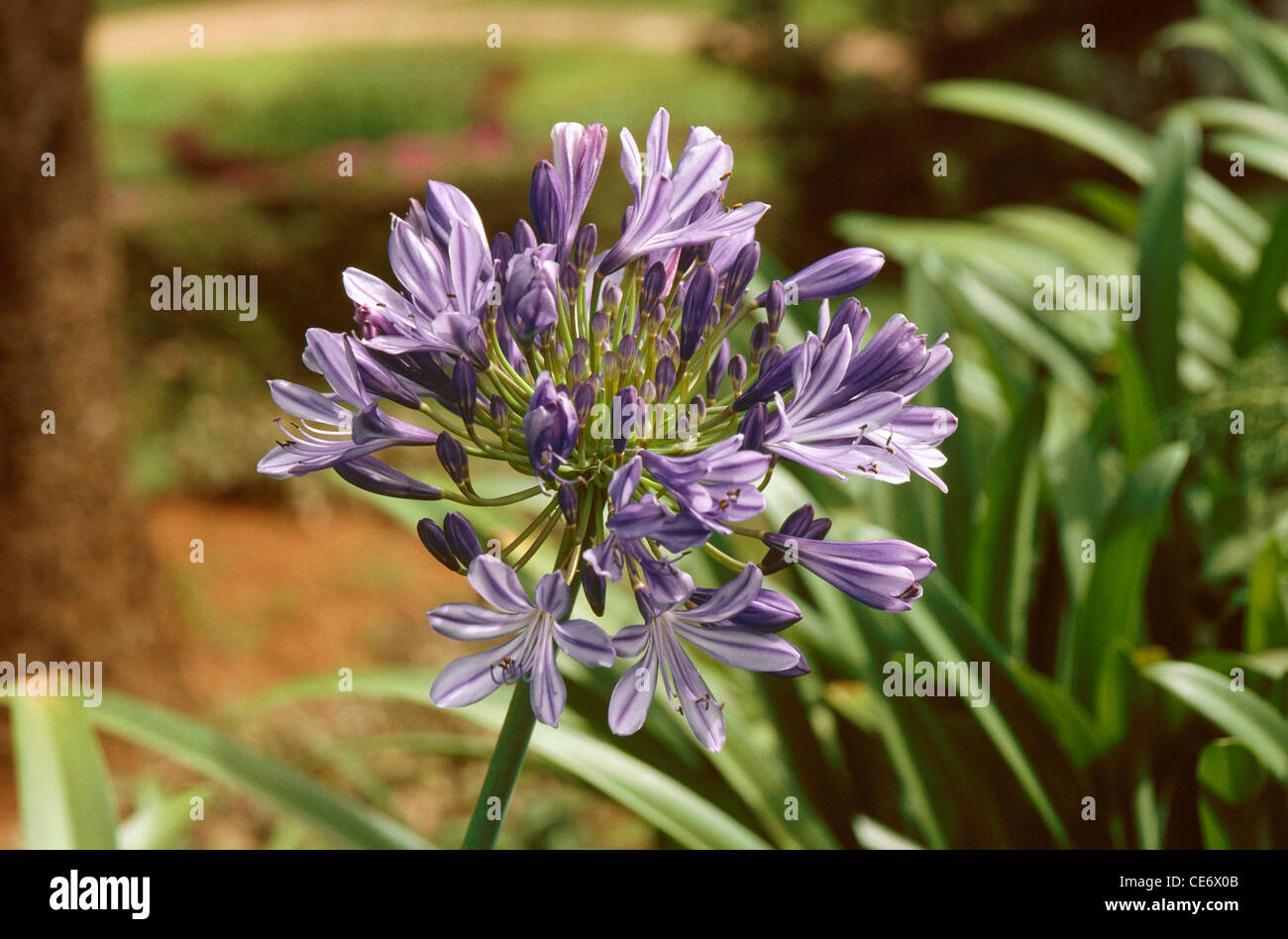 African lily ; Blue Lily ; Headbourne hybrid Agapanthus umbellatus ; violet purple flowers Stock Photo