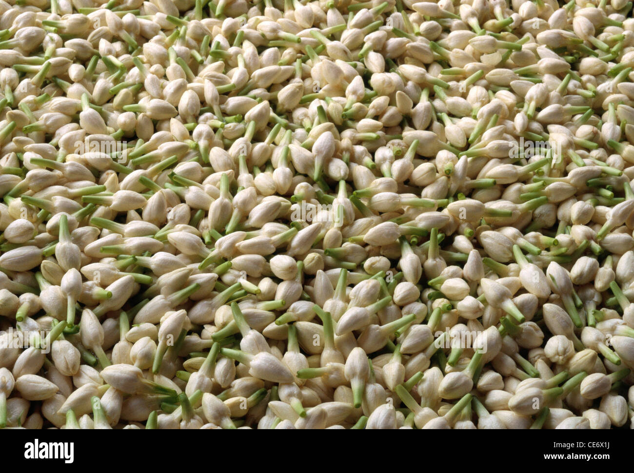 MAA 86158 : Jasmine flower buds white or Mogra flower buds white abstract background Stock Photo
