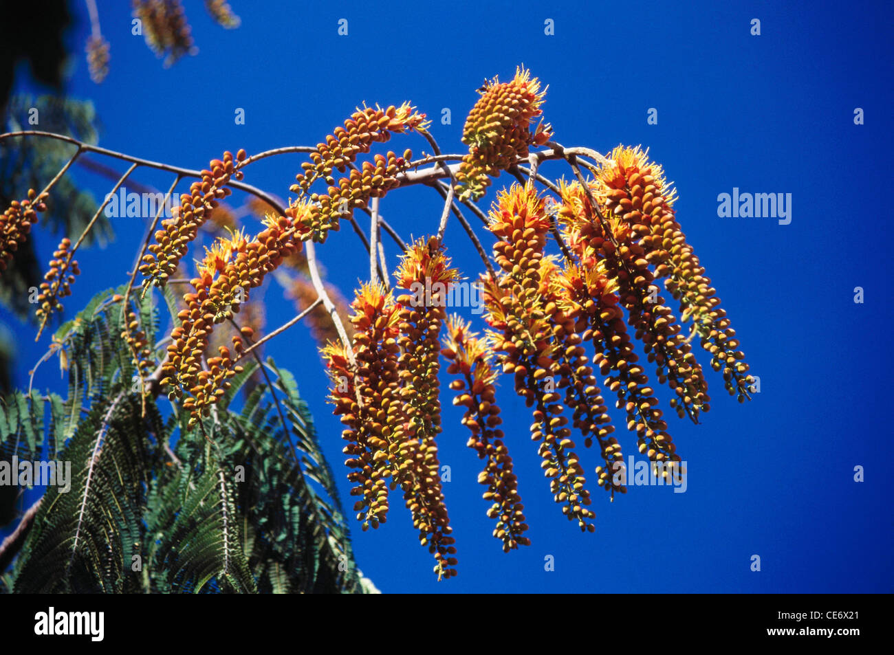 Australia umbrella tree ; Schefflera Actinophylla flowers leaf leaves plant tree ; Stock Photo