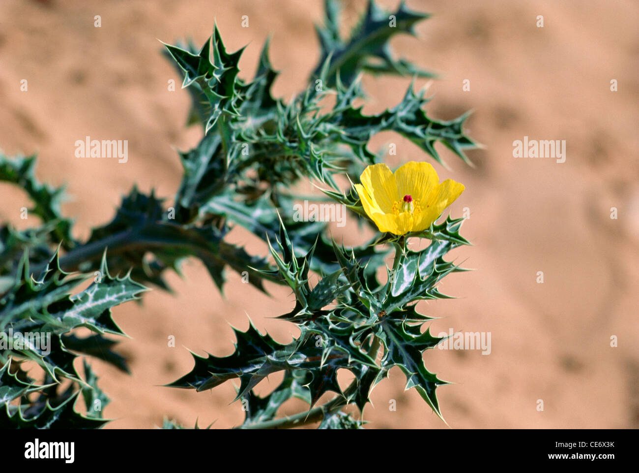 yellow-flower-growing-on-desert-plant-rajasthan-india-stock-photo-alamy