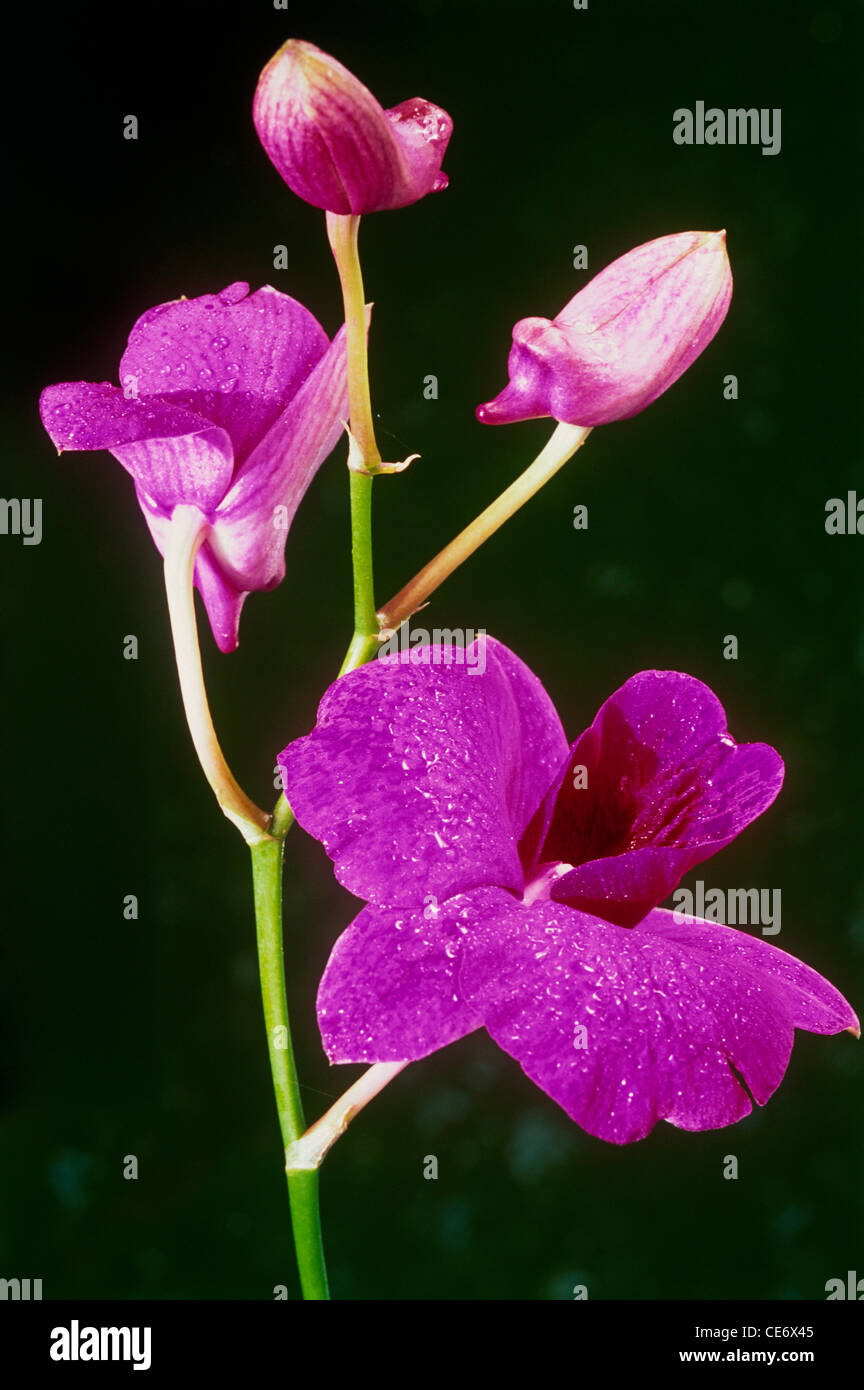 Dendrobium orchid violet flower on black background Trivandrum Thiruvananthapuram kerala india asia Stock Photo