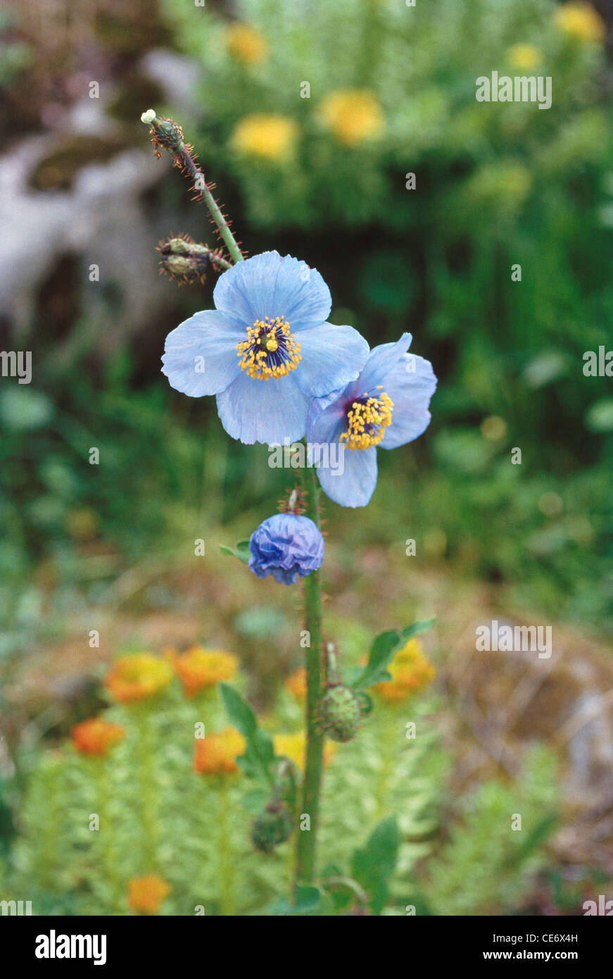 RAA 86139 : blue poppy flower in valley of flowers uttar pradesh uttarakhand uttaranchal india Stock Photo