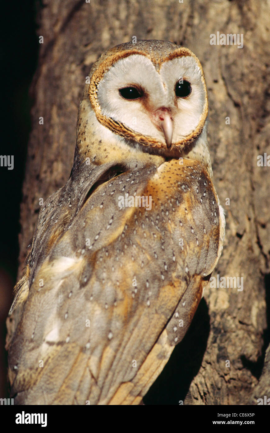 Barn owl bird ; tyto alba ; valsad ; gujarat ; india ; asia Stock Photo -  Alamy