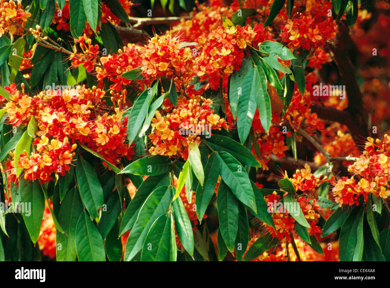 Flowering ashoka tree flowers Stock Photo 43178304 Alamy