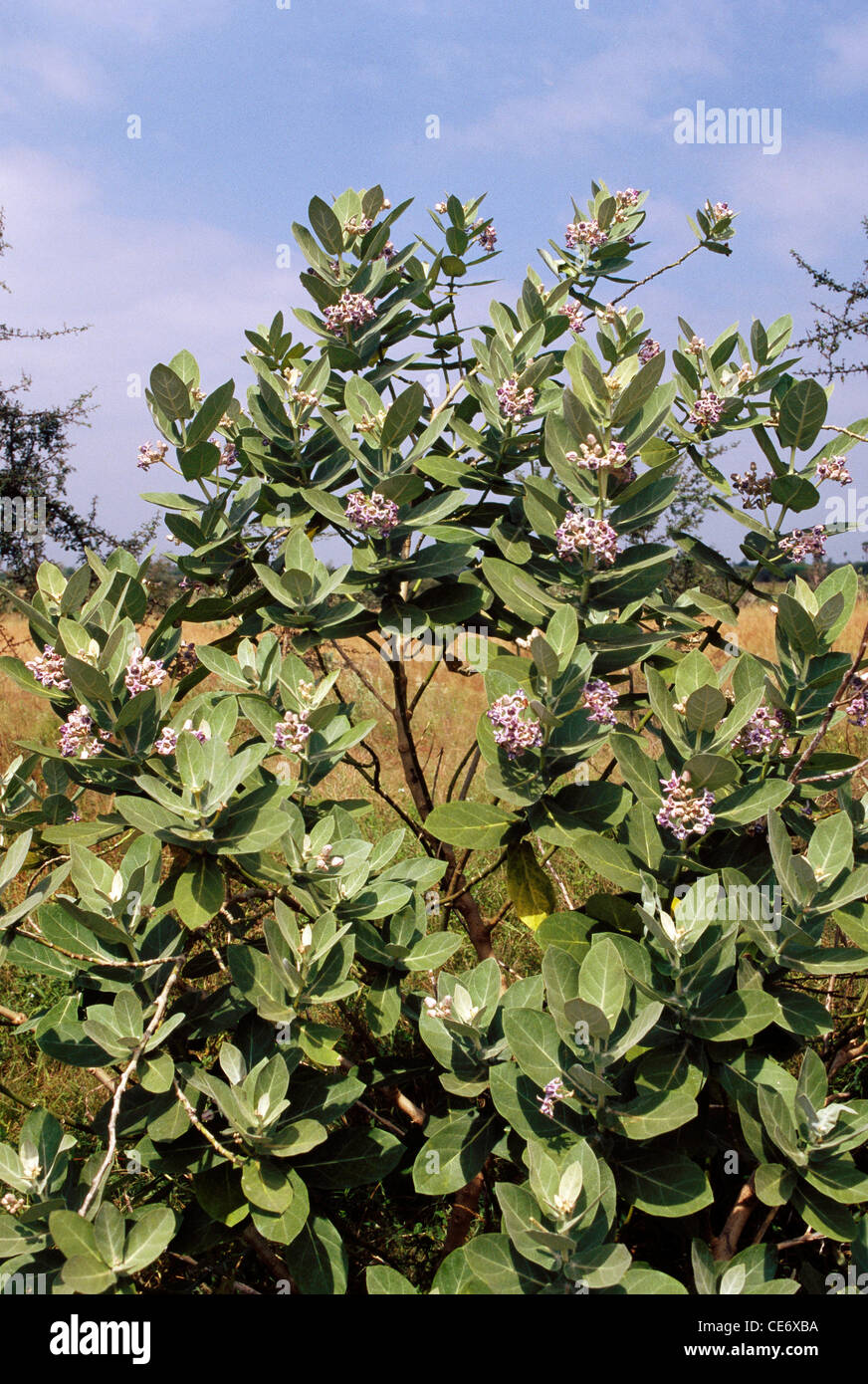 Madar tree ; Calotropis gigantea linn ; milkweed ; Sodom apple, Apple of Sodom, Kapok tree, Rubber bush, Rubber tree, india , asia Stock Photo