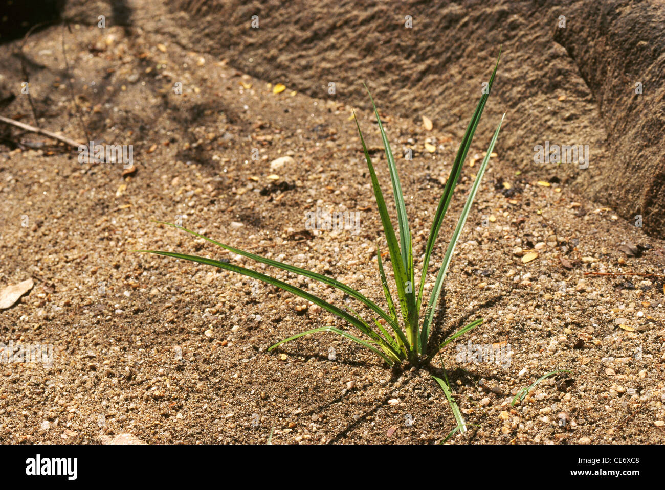 Nut grass weed - Cyperus rotundus Stock Photo