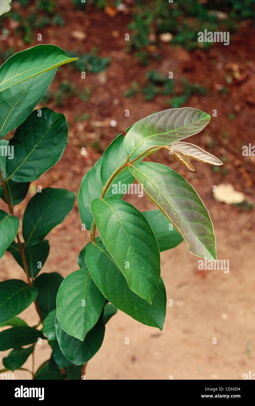 MAA 83549 : kurchi leaf leaves plant tree   Holarrhena pubescens Stock Photo