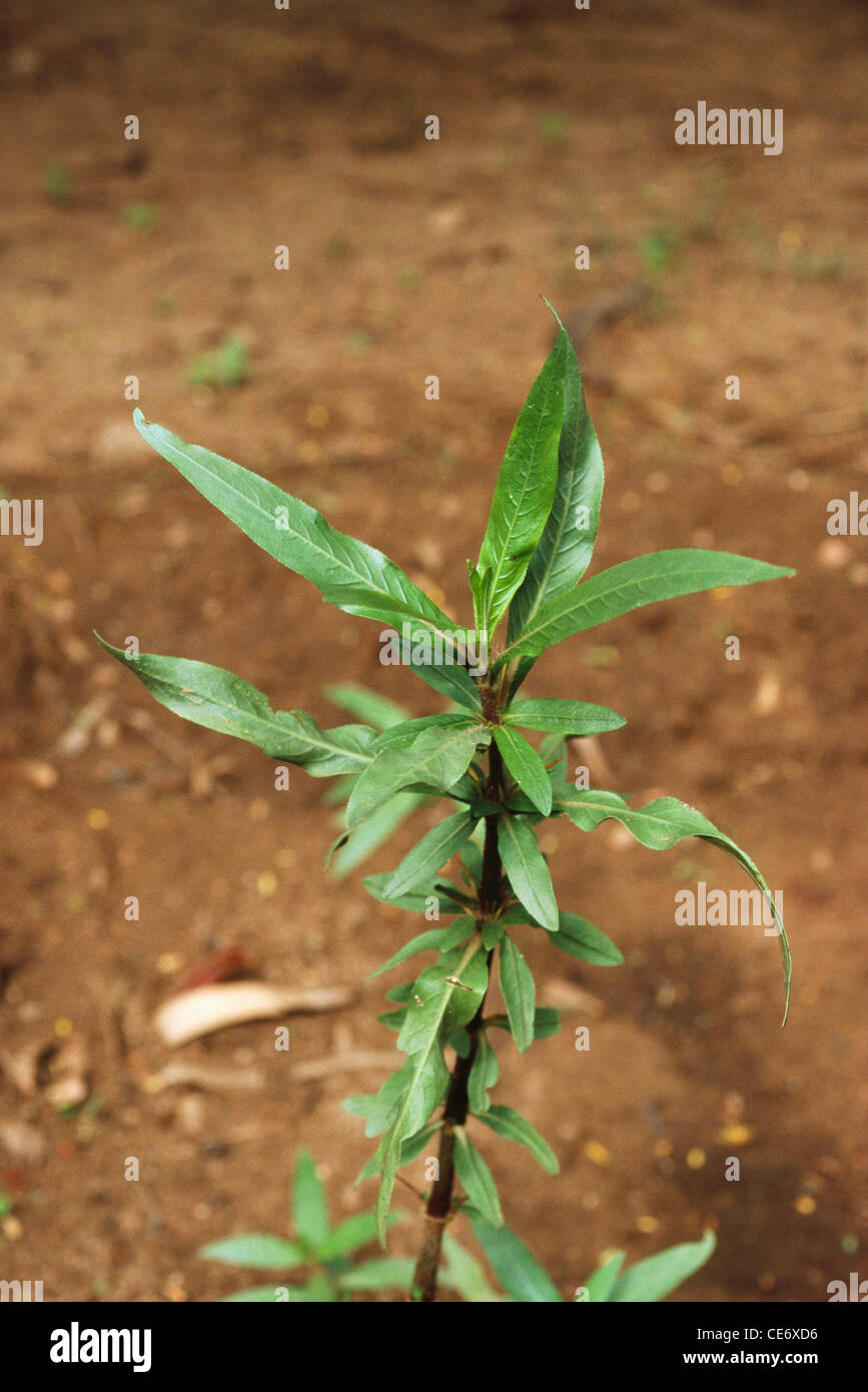 Hygrophila auriculata plant ; Kokilaksha ; Gokulakanta ; Neermulli ; Neeramulli ; Vayalchulli ; Long leaved Barleria ; india ; asia Stock Photo