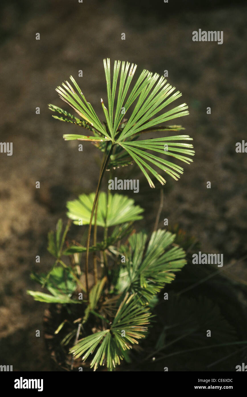 Actiniopteris radiata ; small perennial fern ; fan shaped foliage ; india ; asia Stock Photo