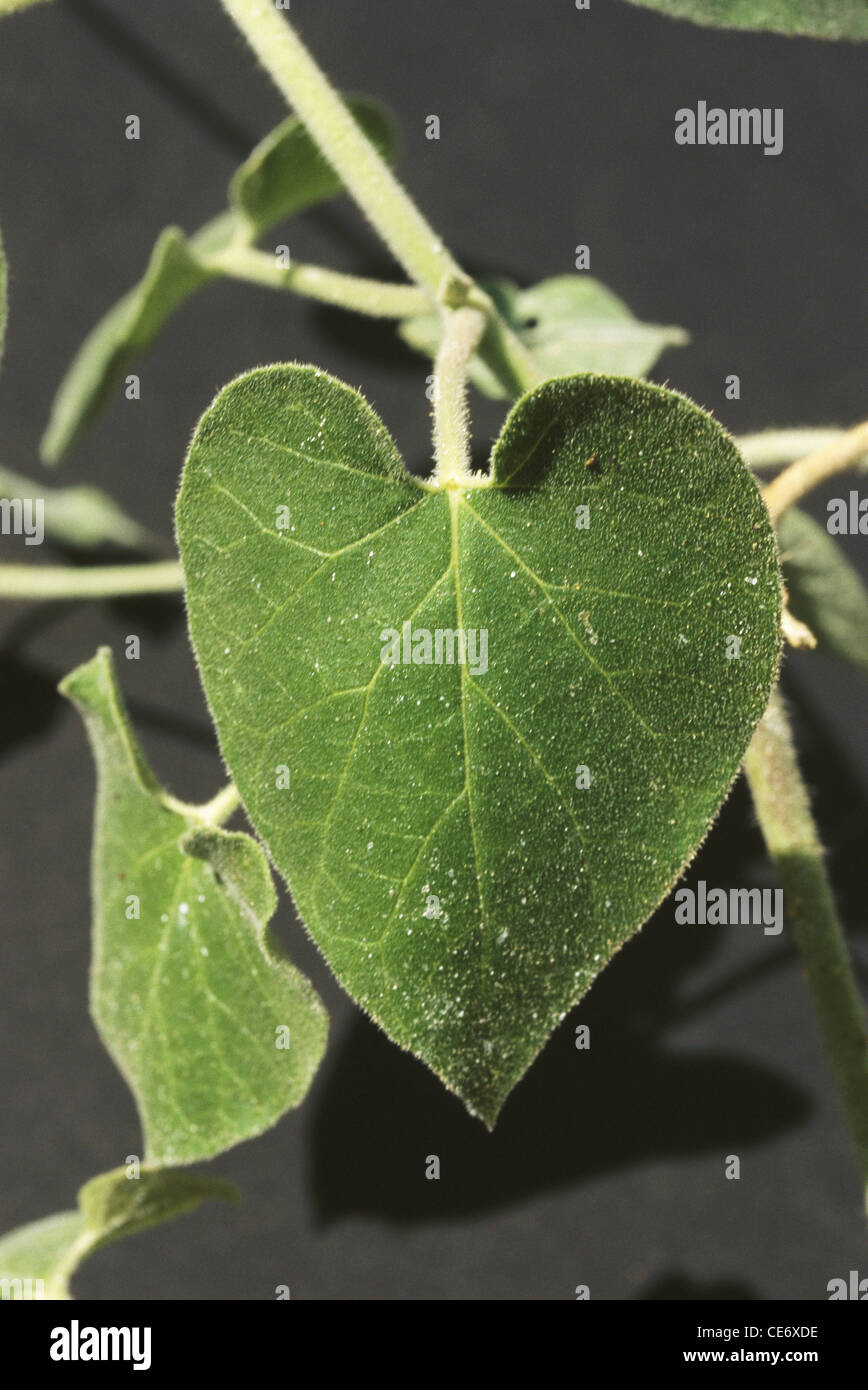 Medicinal plant ; utaran ; pergularia daemia ; hair knot plant ; stinking swallowwort ; Apocynaceae ; india ; asia Stock Photo
