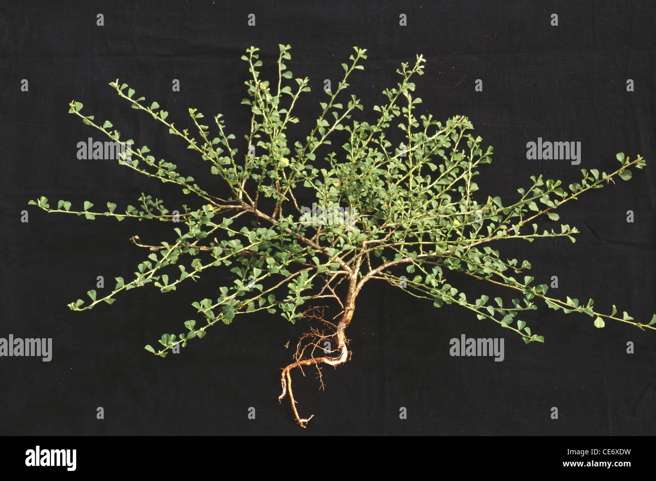Medicinal plant ; fanpetals ; sida plant ; malvaceae ; sida ; cordata ; india ; asia Stock Photo