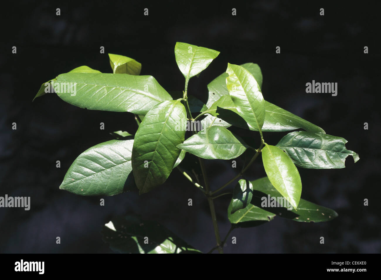 Medicinal plant ; Holarrhena pubescens ; Indrajao ; indrajav ; kutaja ; pandhra kuda ; karva indrajau ; Bitter Oleander ; india ; asia Stock Photo