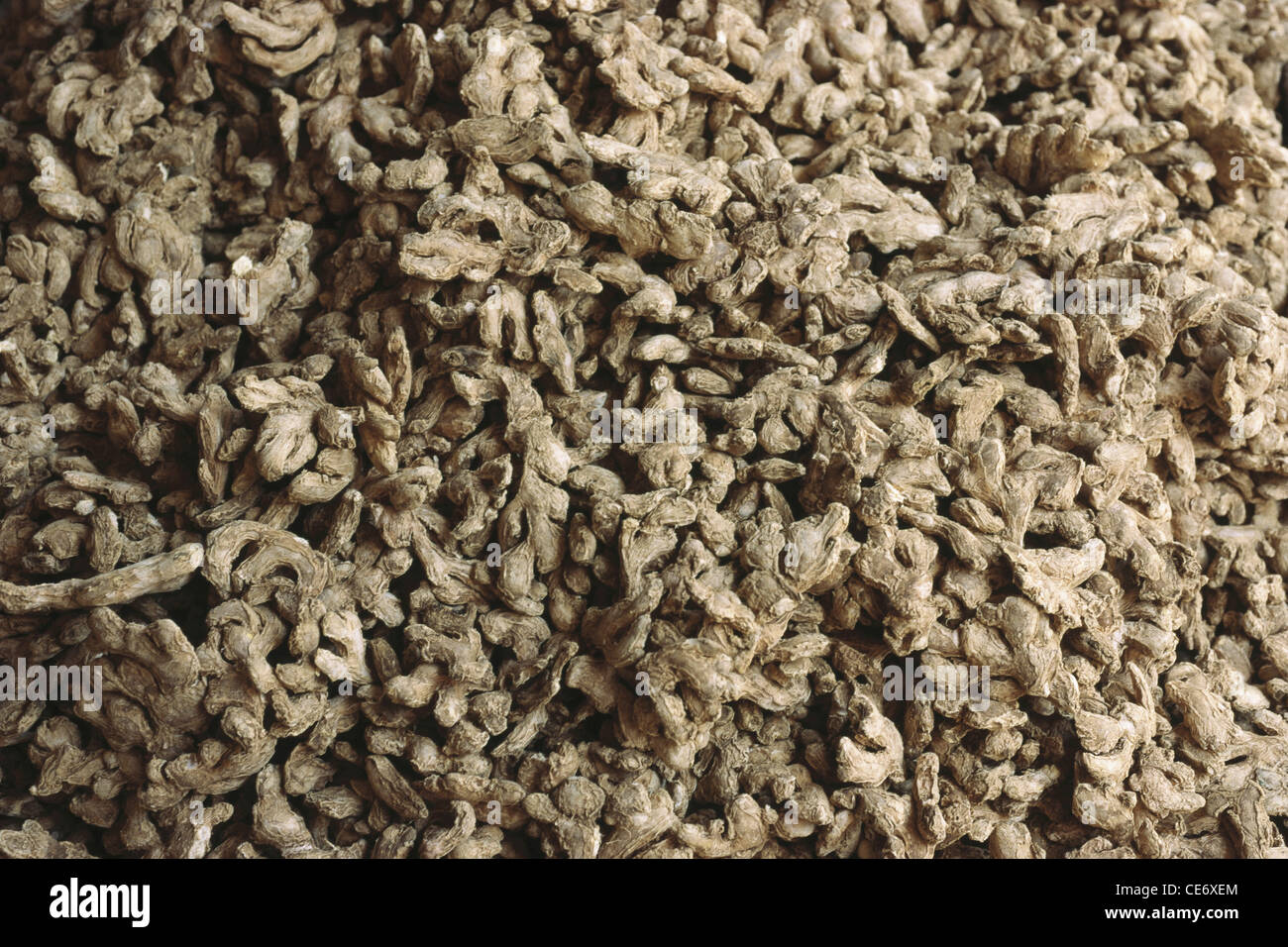 Medicinal plant ; Dried ginger ; Zingiber officinale ; india ; asia Stock Photo