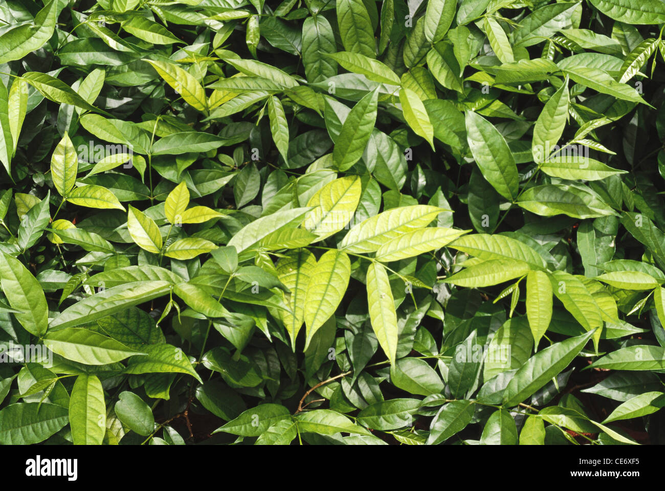MAA 83577 : kurchi indian medicinal plant   Holarrhena pubescens Stock Photo