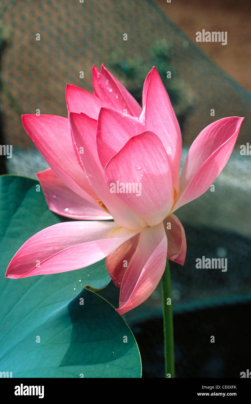 Pink lotus flower ; Nelumbo nucifera ; Indian lotus flower ; sacred lotus flower ; bean of India flower ; Egyptian bean flower ; India ; Asia Stock Photo