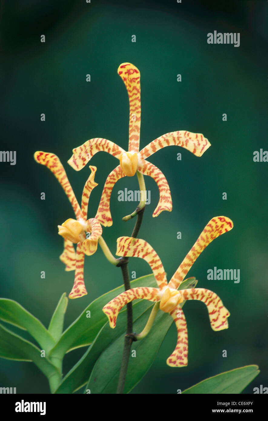 Scorpion orchid flower ; Scorpion Orchid plant ; Arachnis orchids ; Arach orchid ; bangalore ; karnataka ; india ; asia Stock Photo