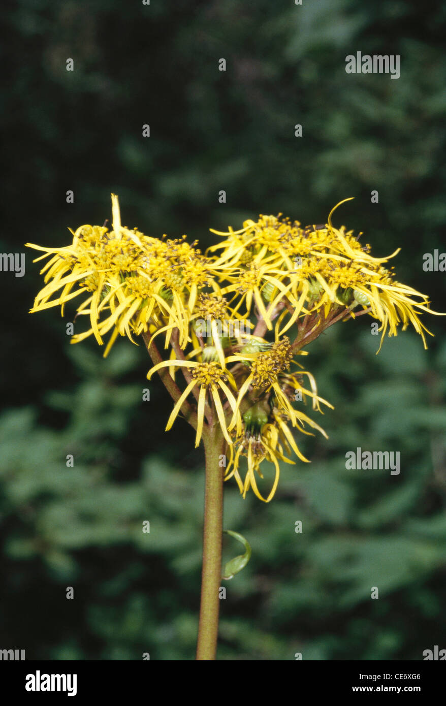 Golden Groundsel ; Ligularia amplexicaulis ; Wild Himalayan flower ; Groundsel Ligularia ampexicaulis ; valley of flowers ; uttarakhand ; india ; asia Stock Photo