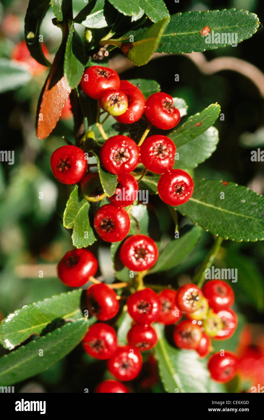 Cotoneaster microphyllus ; littleleaf cotoneaster ; Wild fruits Himalayan Cotoneaster microphylus ; india ; asia Stock Photo