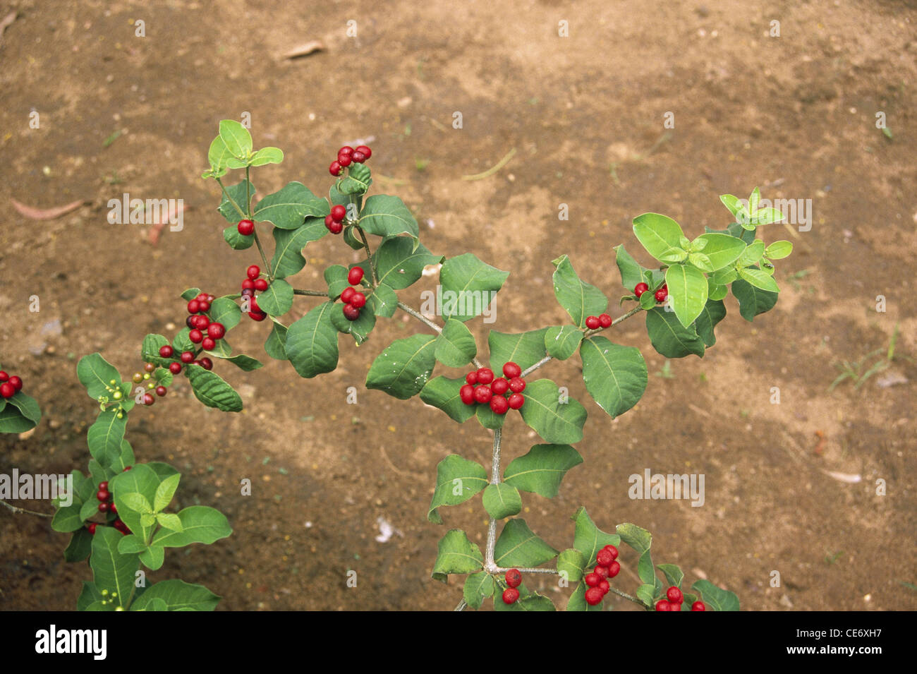 chandrabhaga plant fruits ; Rauvolfia serpentina ; Indian snakeroot ; devil pepper ; serpentine wood ; milkweed family ; india ; asia Stock Photo