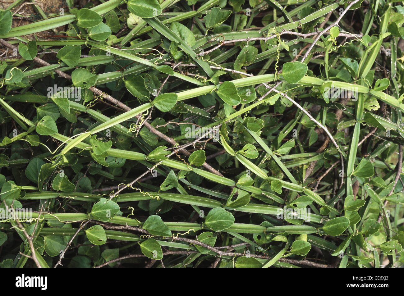 Cissus quadrangularis ; perennial plant of grape family ; veld grape ; devil's backbone ; adamant creeper ; asthisamharaka ; hadjod ; pirandai ; Stock Photo