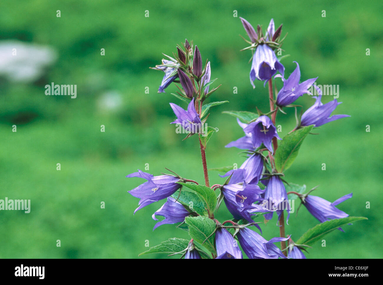 Himalayan flowers hi-res stock photography and images - Alamy