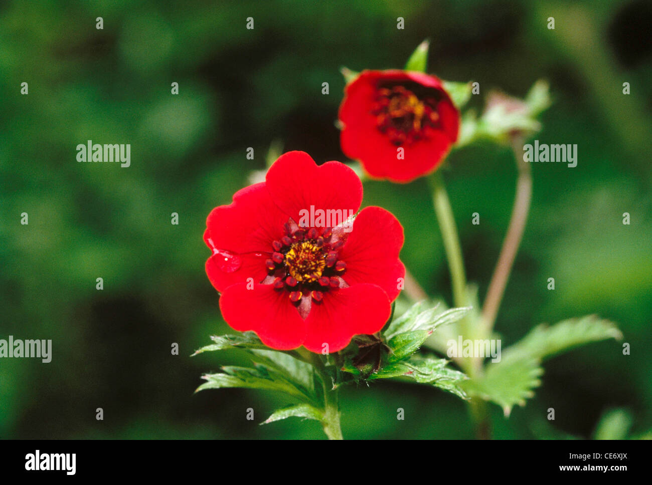 IKA 86279 : himalayan wild flower Red Nepalese Potentilla Cinquefoil Potentilla nepalensis Stock Photo