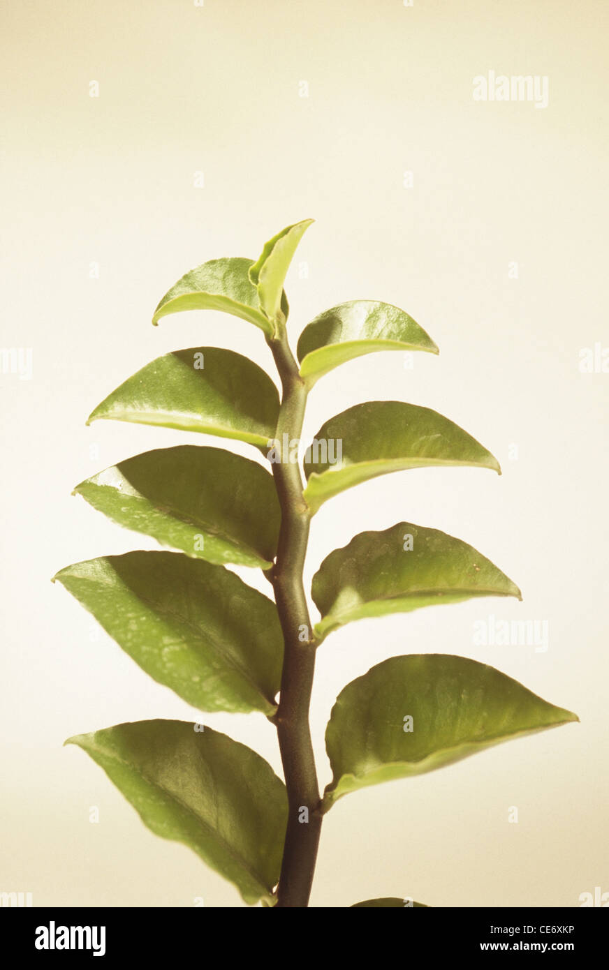 sarpagandha plant leaves leaf ; rauvolfia serpentina ; indian